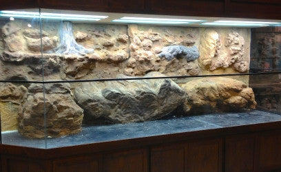 Exhibit "Alligators and Turtles"