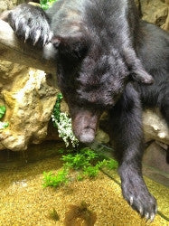 Custom Design 3D Aquarium Bank Office displaying Bear