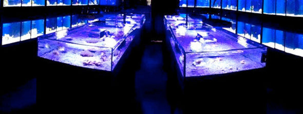 Frag or Coral Display Tanks or Tables