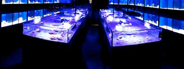 Frag Tanks display corals in tropical fish store