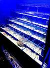 Marine Crustacean Care Tiered Display Rack
