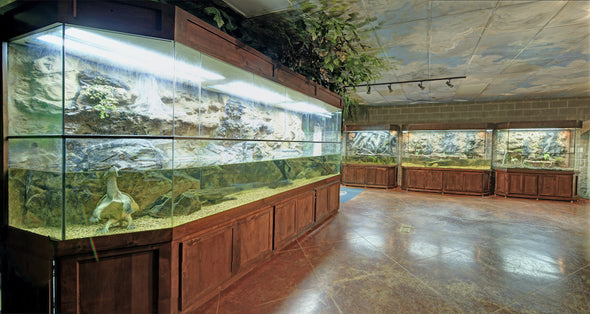 Exhibit "Alligators and Turtles"