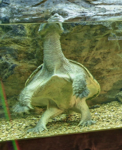 Exhibit "Alligators and Turtles"