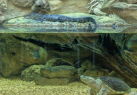 Custom Design Terrarium Turtle Tank for Nature Center