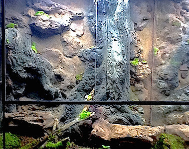 Custom Design Terrarium by DAS Aquariums