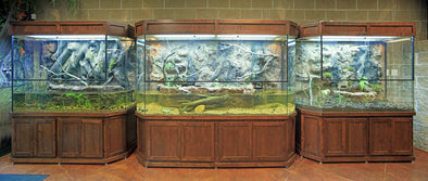 Exhibit "Arkansas Terrariums"