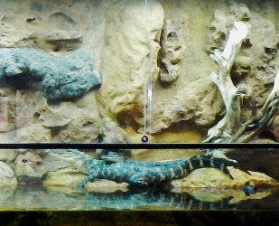 Exhibit "Alligators and Turtles"