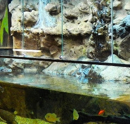 Exhibit "Alligators and Turtles"