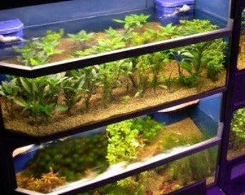 Freshwater Fish Enclosures Commercial Retail Rack Display