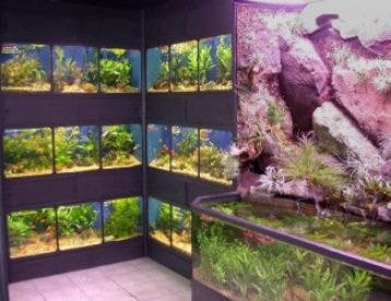 Freshwater Fish Enclosures Commercial Retail Rack Display