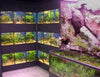 Freshwater Fish Enclosures