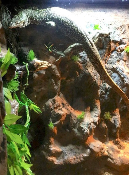 Mangrove Monitor Terrarium Custom Design