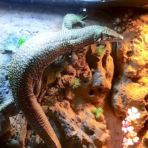 Mangrove Monitor Terrarium Custom Design