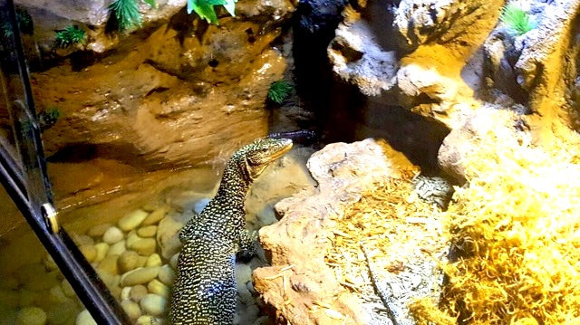 Mangrove Monitor Terrarium Custom Design