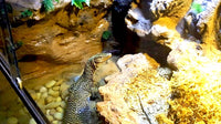 Mangrove Monitor Terrarium Custom Design