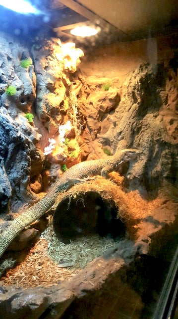 Mangrove Monitor Terrarium Custom Design