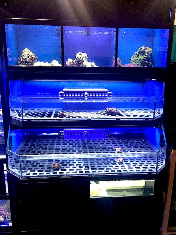 Marine Fish, Frag or Invertebrate Racks