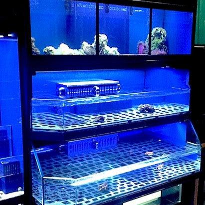 Marine Fish, Frag or Invertebrate Racks