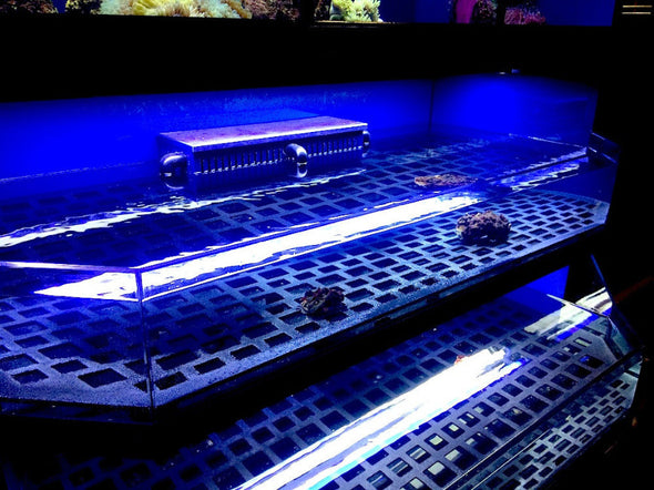 Marine Fish, Frag or Invertebrate Racks