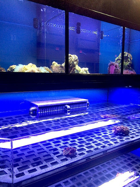 Marine Fish, Frag or Invertebrate Racks