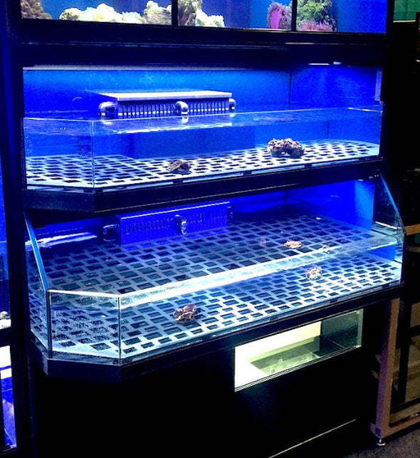 Marine Fish, Frag or Invertebrate Racks