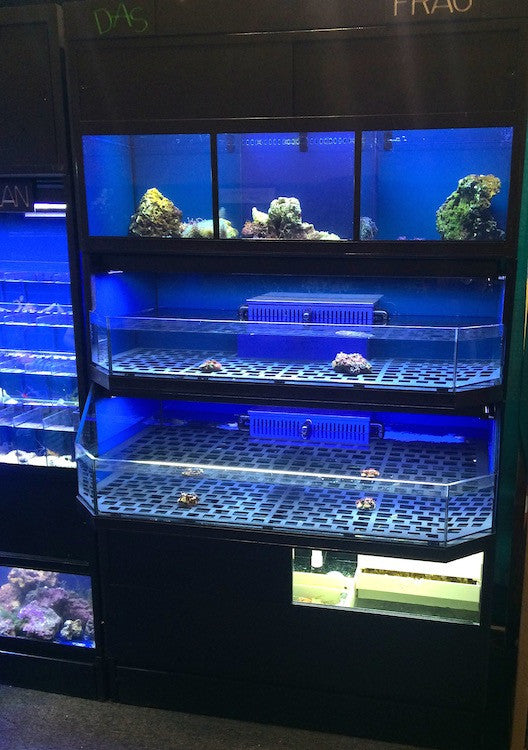 Marine Fish, Frag or Invertebrate Racks