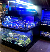 Tropical Fish Store Frag Tank Display Table