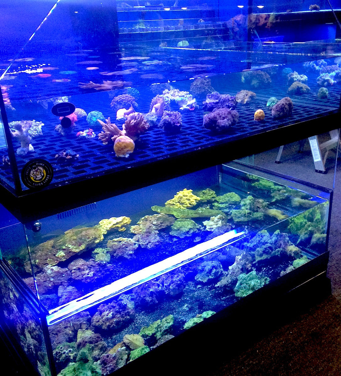Tropical Fish Store Frag Tank Display Table