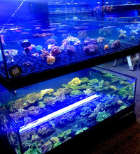 Tropical Fish Store Frag Tank Display Table
