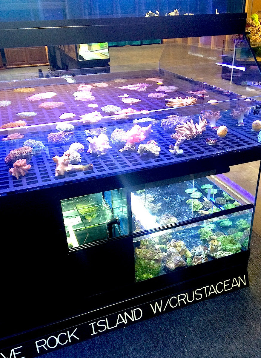 Tropical Fish Store Frag Tank Display Table