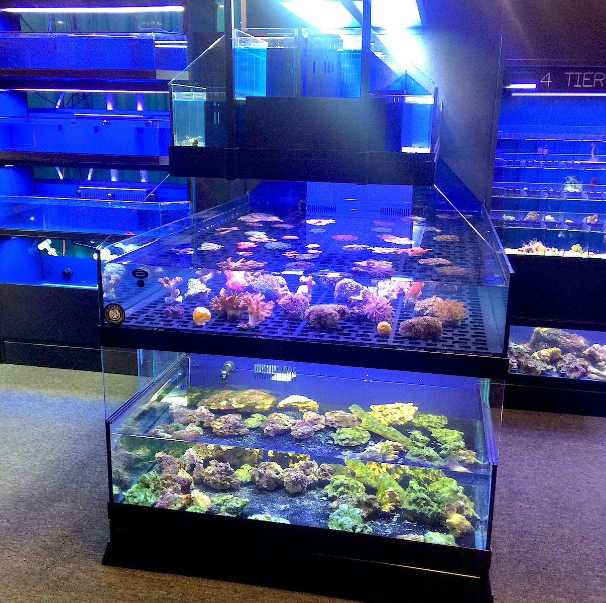 Tropical Fish Store Frag Tank Display Table