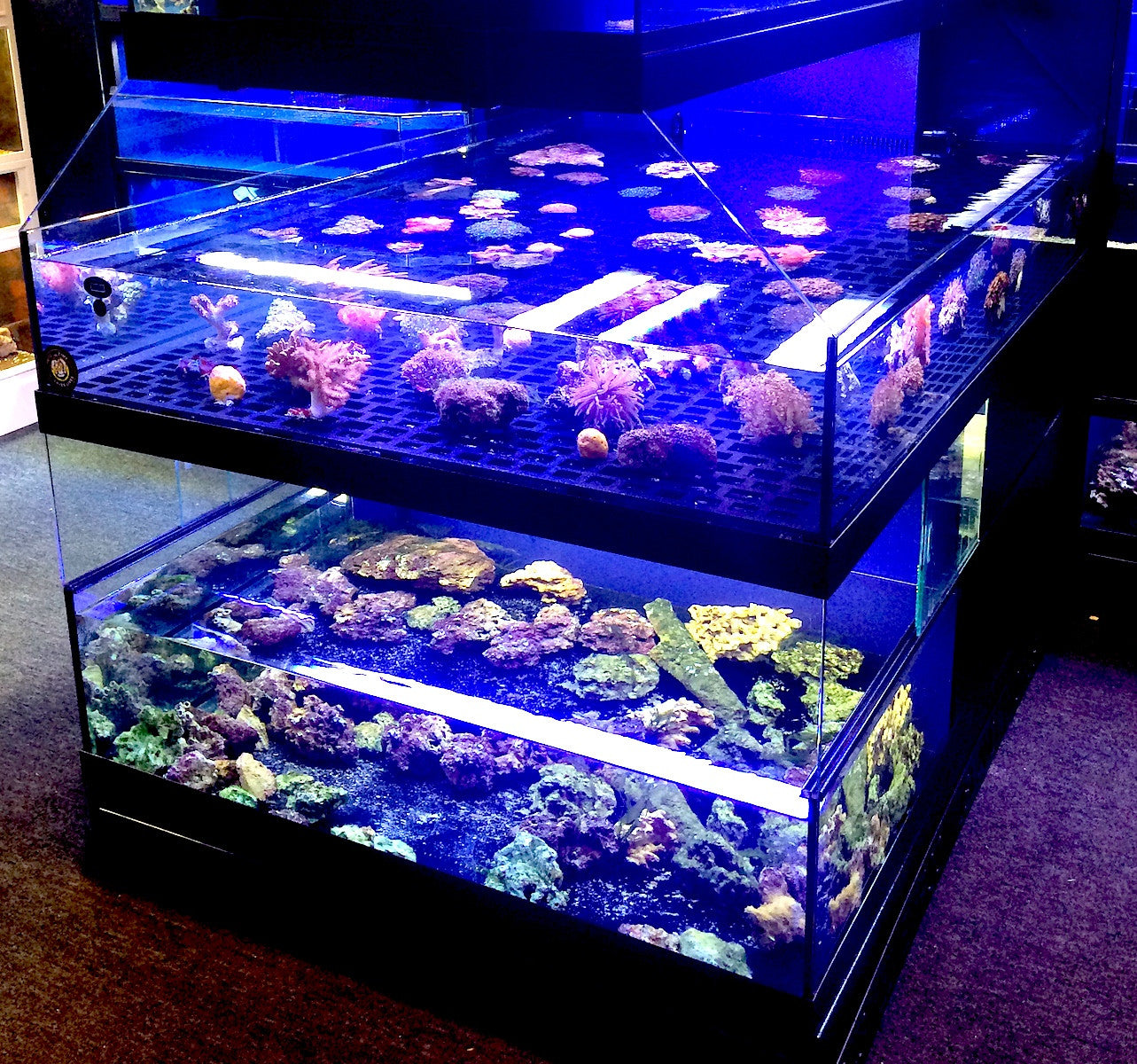 Tropical Fish Store Frag Tank Display Table