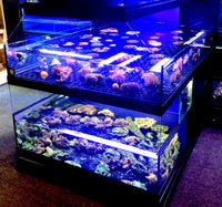 Tropical Fish Store Frag Tank Display Table