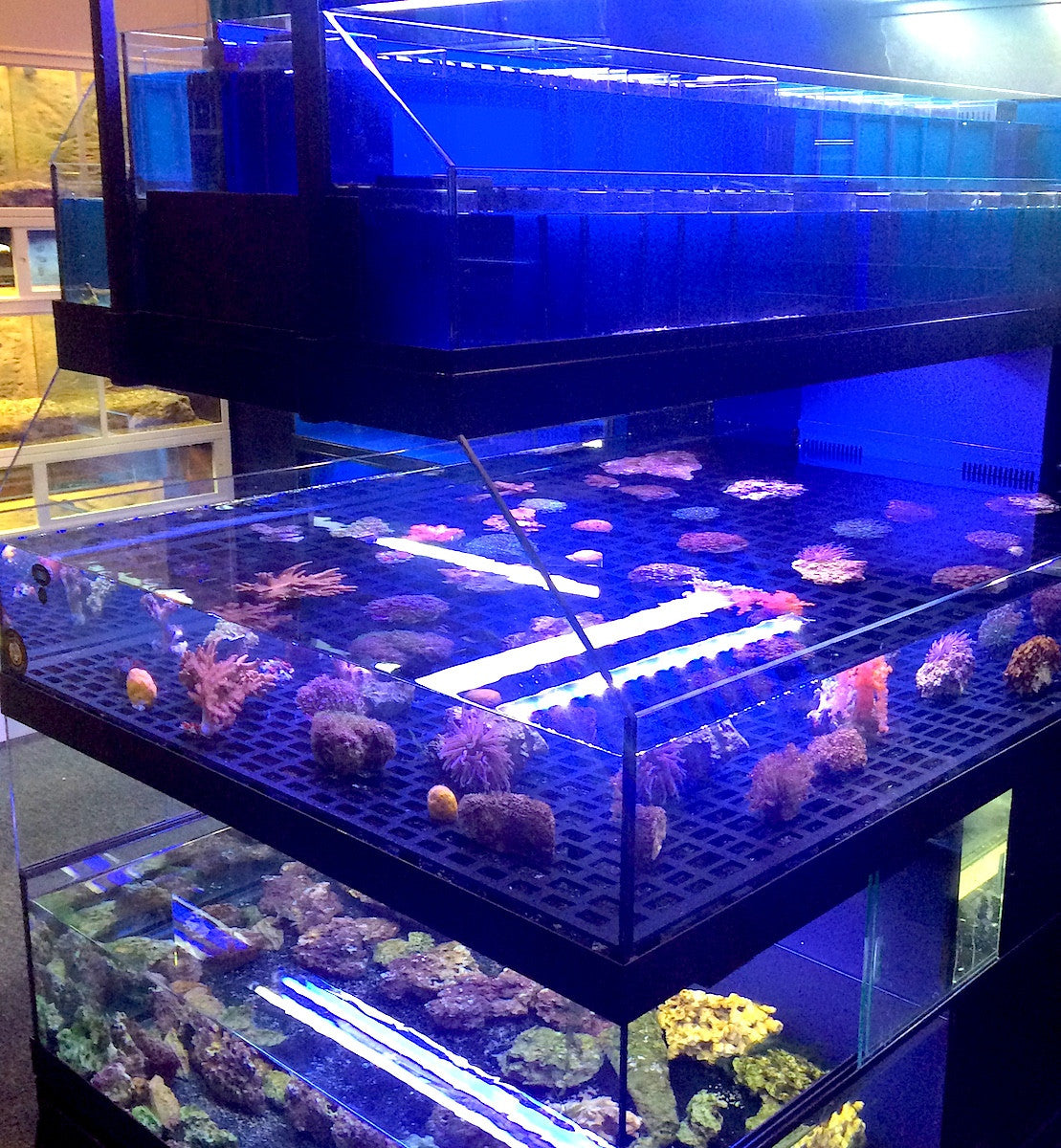 Tropical Fish Store Frag Tank Display Table