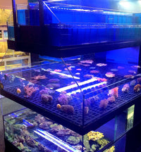 Tropical Fish Store Frag Tank Display Table