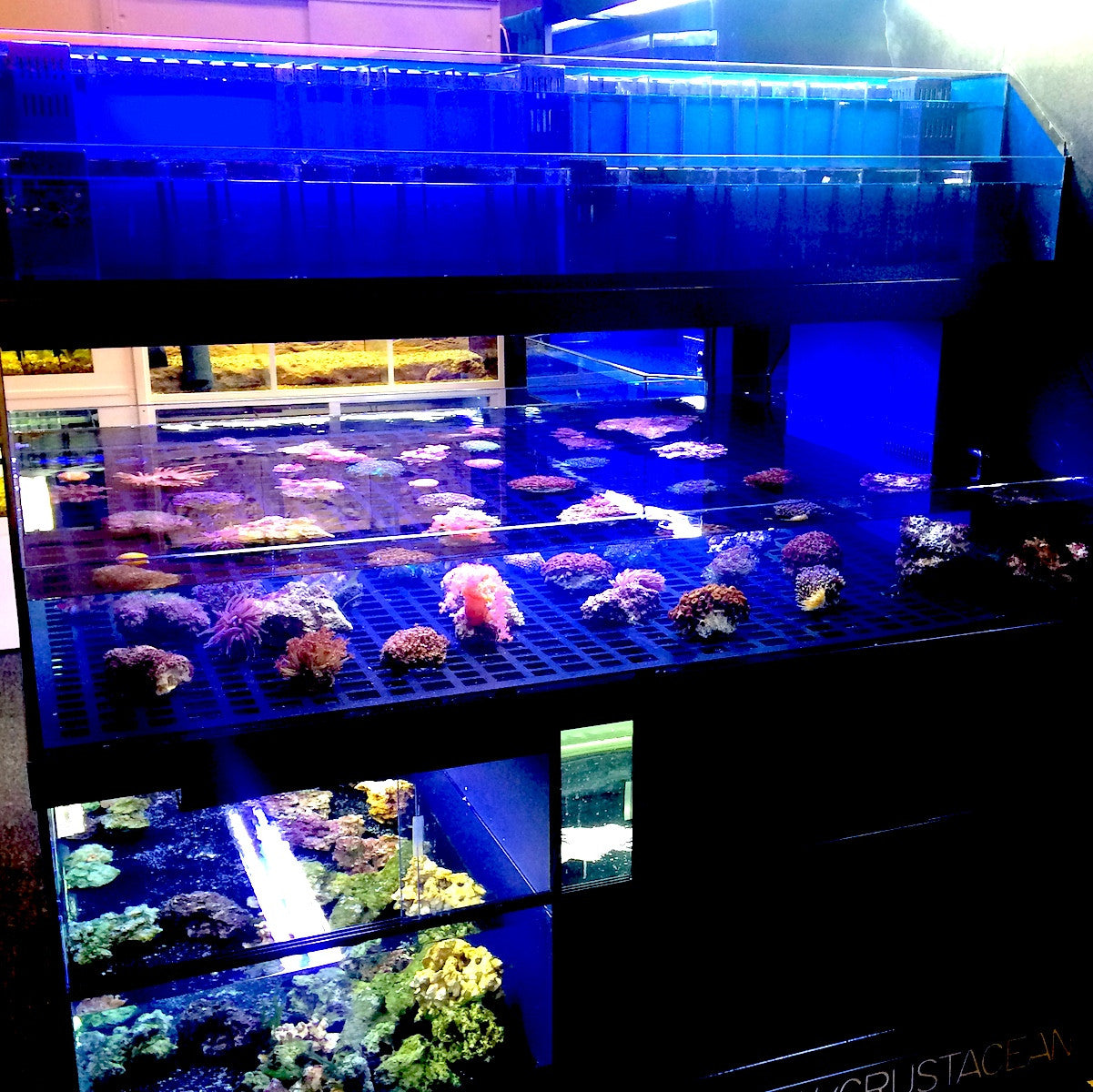Tropical Fish Store Frag Tank Display Table