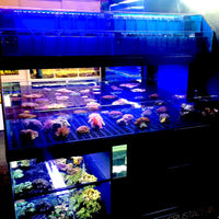 Tropical Fish Store Frag Tank Display Table