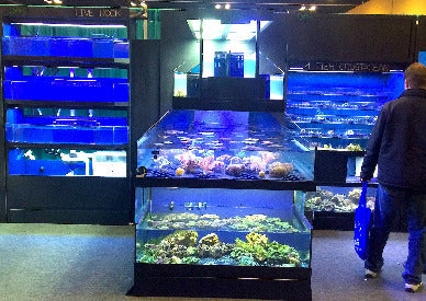 Marine Custacean Display in between Marine Fish Enclosures