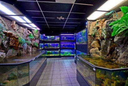 Amazing 3D Aquarium Display in a Fish Store with Backgrounds and Light Canopies