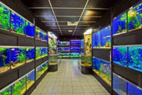 Freshwater Fish Enclosures Commercial Retail Rack Display