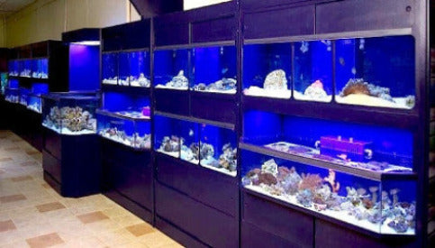 Commercial Marine Fish Display Rack a Self Contained Habitat