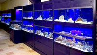 Commercial Marine Fish Display Rack a Self Contained Habitat