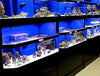 Commercial Marine Fish Display Rack a Self Contained Habitat