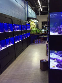 Commercial Marine Fish Display Rack a Self Contained Habitat