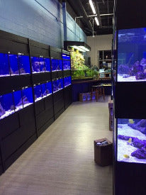 Commercial Marine Fish Display Rack a Self Contained Habitat