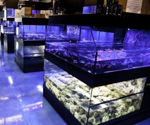 Tropical Fish Store Frag Tank Display Table