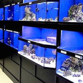 Small Fish Display Rack Marine Fish Aquarium Racks – DAS