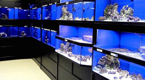 Marine Fish Care Commercial Display Rack – DAS