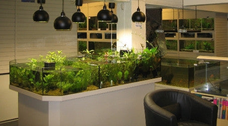 Cascading Freshwater Aquatic  Plant Display