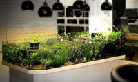 Cascading Freshwater Aquatic  Plant Display